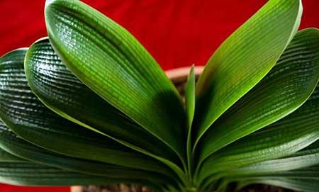 耐阴好养的花卉有哪些