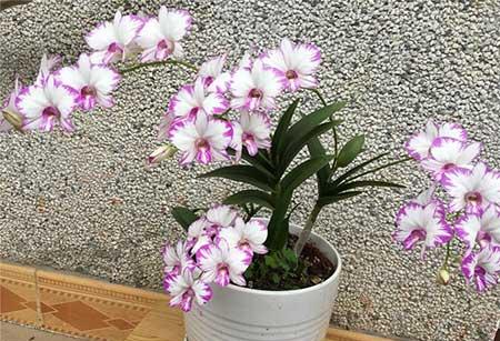 耐阴好养的花卉有哪些