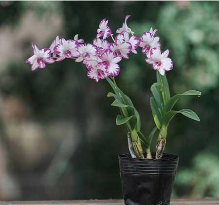 耐阴好养的花卉有哪些