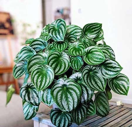 耐阴好养的花卉有哪些