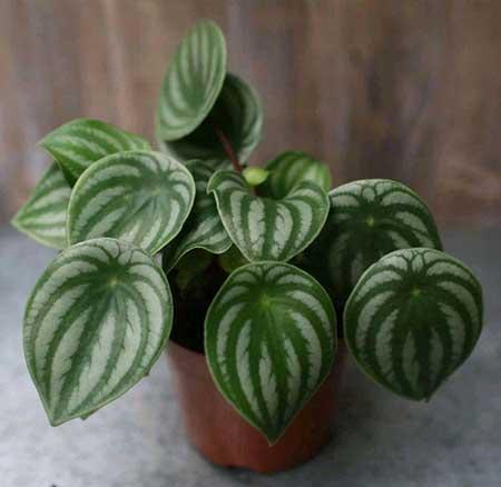 耐阴好养的花卉有哪些