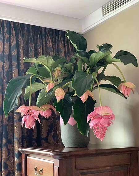 耐阴好养的花卉有哪些