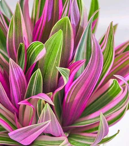 耐阴好养的花卉有哪些