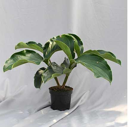 耐阴好养的花卉有哪些