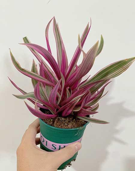 耐阴好养的花卉有哪些