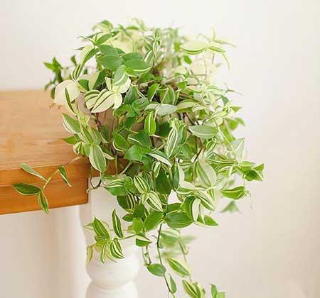 耐阴好养的花卉有哪些