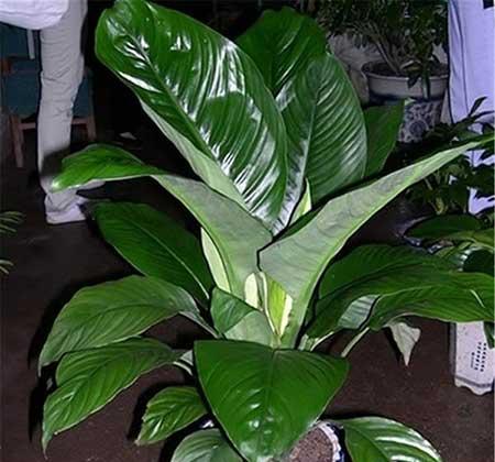 绿巨人花卉养殖方法