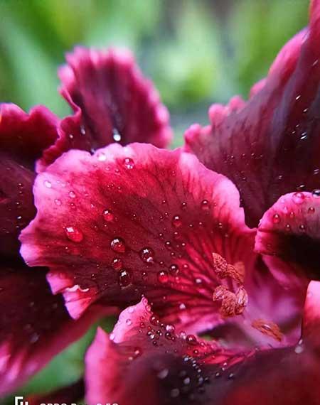 花卉的养殖方法和注意事项