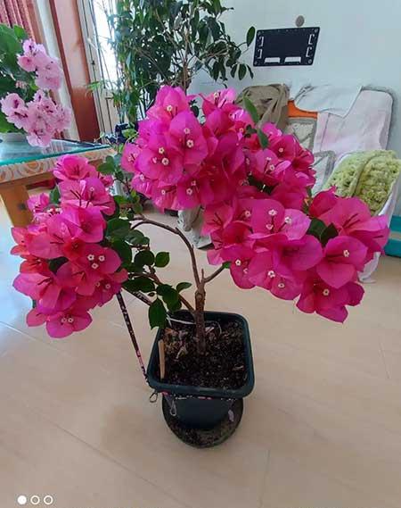 花卉的养殖方法和注意事项