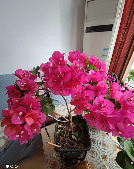 花卉的养殖方法和注意事项