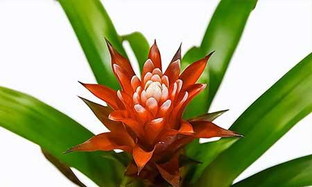 办公室绿植盆栽租摆