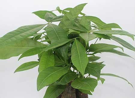 办公室绿植盆栽租摆