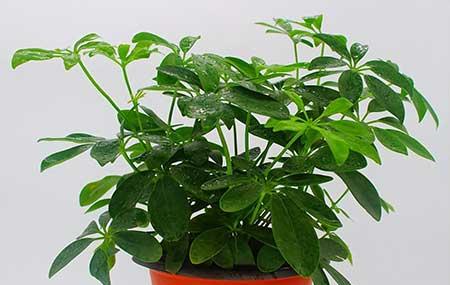 办公室绿植盆栽租摆