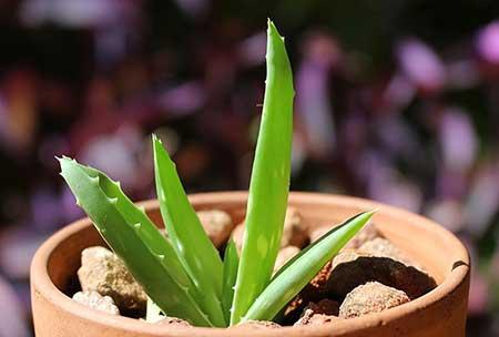 办公室绿植盆栽租摆