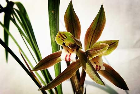 办公室绿植盆栽租摆