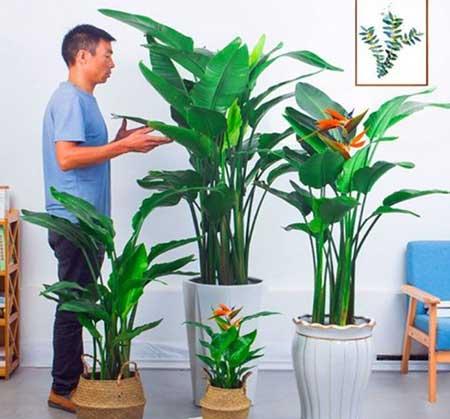 植物天堂鸟可以养在家里吗