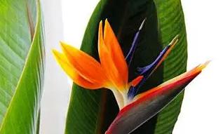 植物天堂鸟可以养在家里吗