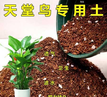 植物天堂鸟可以养在家里吗