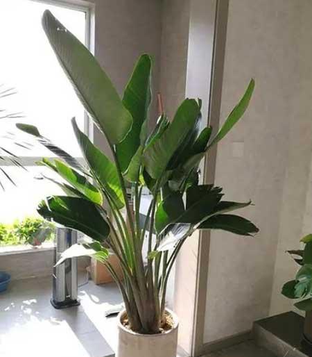 植物天堂鸟可以养在家里吗