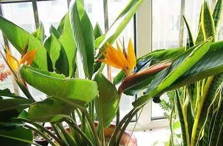 植物天堂鸟可以养在家里吗