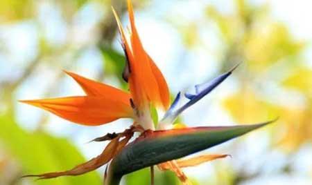 植物天堂鸟可以养在家里吗