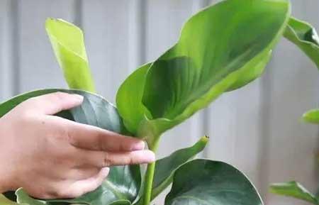 植物天堂鸟可以养在家里吗