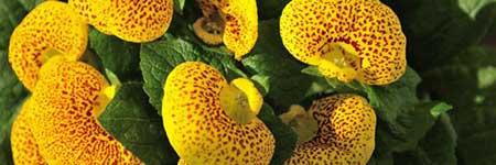 元宝绿植怎么养