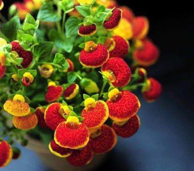 元宝绿植怎么养