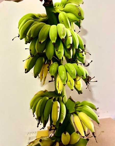 香蕉树盆栽怎么养