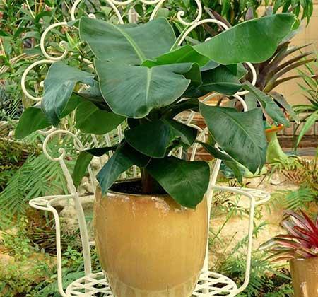 香蕉树盆栽怎么养