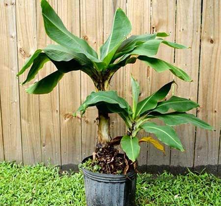 香蕉树盆栽怎么养