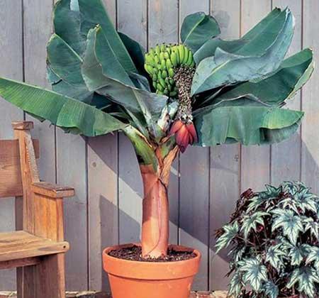 香蕉树盆栽怎么养