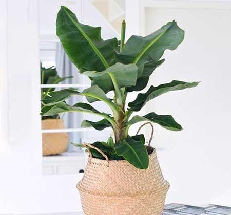 香蕉树盆栽怎么养