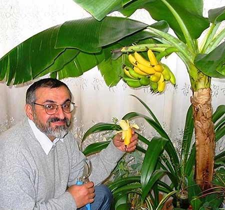 香蕉树盆栽怎么养