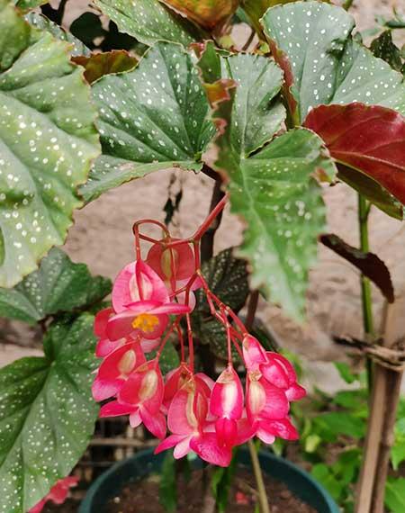 适合在阳台上养的花卉