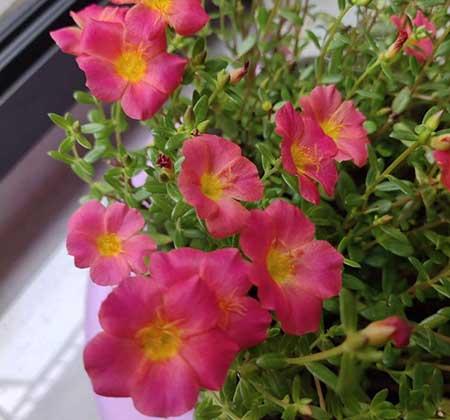 适合在阳台上养的花卉