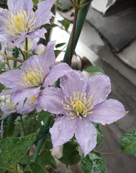 适合在阳台上养的花卉