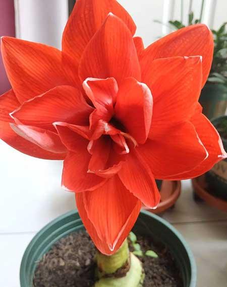 适合在阳台上养的花卉