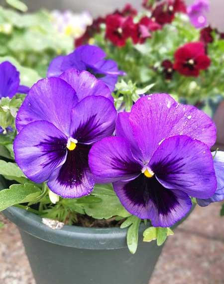 适合在阳台上养的花卉