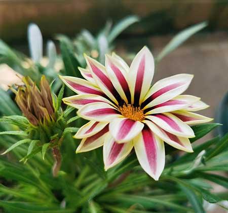 适合在阳台上养的花卉