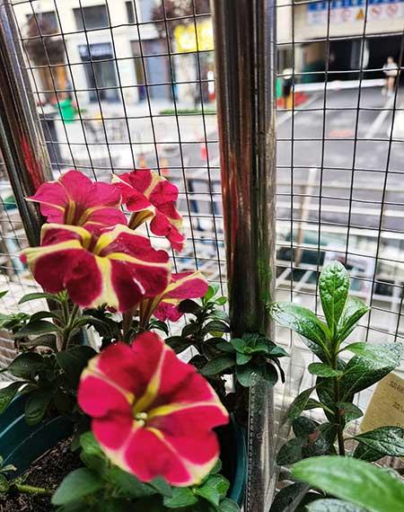 适合在阳台上养的花卉