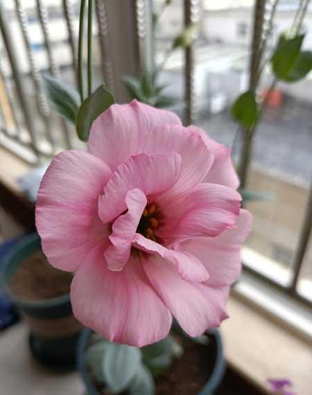 适合在阳台上养的花卉