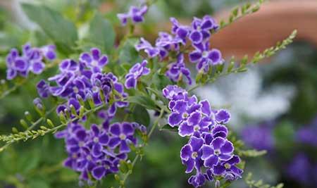 适合夏季养的花