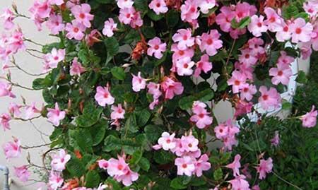 适合夏季养的花