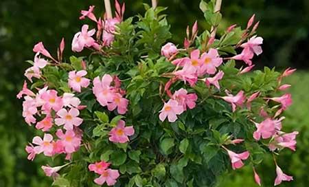 适合夏季养的花