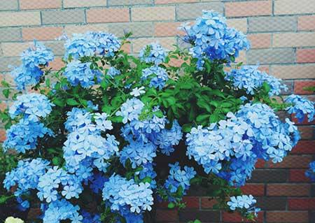 适合夏季养的花