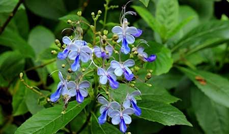 适合夏季养的花