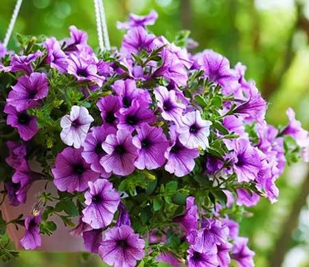 适合夏季养的花