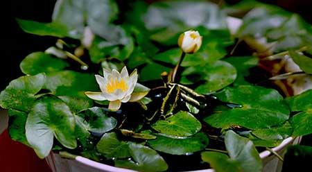 适合夏季养的花