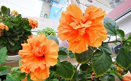 适合夏季养的花